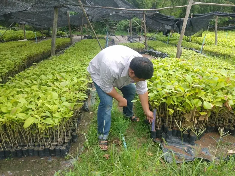 อ.อ.ป. เพิ่มช่องทางการสร้างรายได้ เร่ง 'เพาะกล้าไม้สายพันธุ์ดีกว่า 20 ชนิด' สร้างผลตอบแทนที่คุ้มค่า ให้ 'เกษตรกร' จากการปลูกไม้เศรษฐกิจ