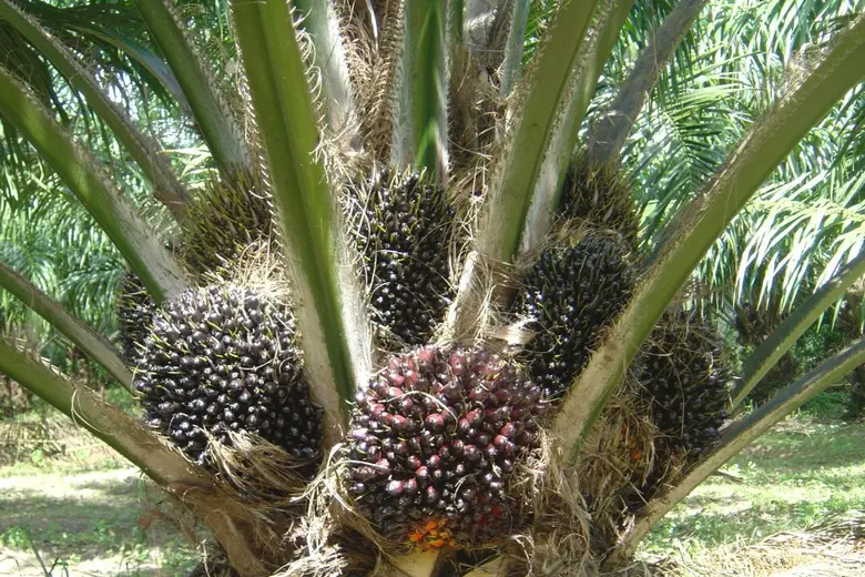 เฮไม่หยุด ยาง-ปาล์ม ยังกระแสแรง รัฐเดินหน้ากระตุ้นมาตรการต่อเนื่อง เผยยางแผ่นรมควันชั้น 3 กระโดด 80 บาท ด้านปาล์มดีดพุ่งแตะ 7 บาท