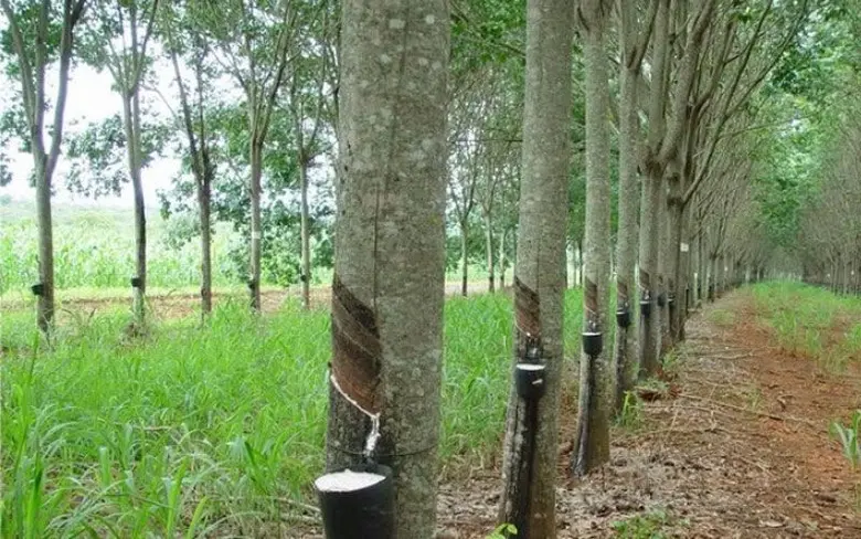 เฮไม่หยุด ยาง-ปาล์ม ยังกระแสแรง รัฐเดินหน้ากระตุ้นมาตรการต่อเนื่อง เผยยางแผ่นรมควันชั้น 3 กระโดด 80 บาท ด้านปาล์มดีดพุ่งแตะ 7 บาท