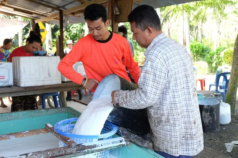 ฉลุย!! โครงการประกันรายได้ชาวสวนยางเฟส 2  พร้อมจ่ายทันทีเดือนนี้แน่นอน