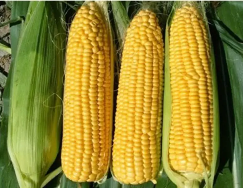 แนะปลูกพืชกำไรงาม 'ข้าวโพดหวาน กล้วยหอม แตงโม’ ทดแทนนาข้าวไม่เหมาะสม จ.นครสวรรค์