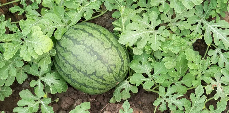 แนะปลูกพืชกำไรงาม 'ข้าวโพดหวาน กล้วยหอม แตงโม’ ทดแทนนาข้าวไม่เหมาะสม จ.นครสวรรค์