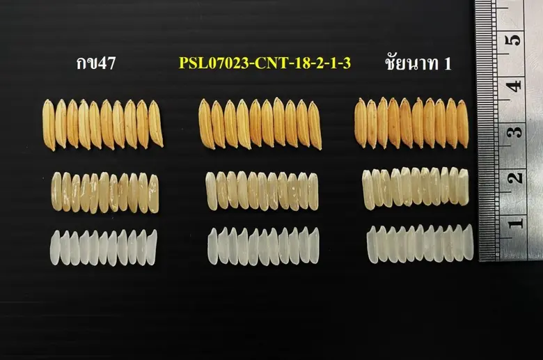 กระทรวงเกษตรฯ กรมการข้าว งัดไม้เด็ด ประกาศรับรองข้าวพื้นนุ่มพันธุ์ใหม่ กข87 หวังกระตุ้นการส่งออกข้าวไทย