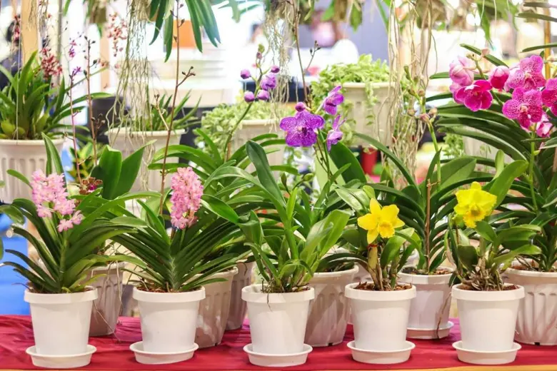 เซ็นทรัลพลาซา ศาลายา ชวนชมประติมากรรมดอกกล้วยไม้สุดอลังการใหญ่ที่สุด ในจังหวัดนครปฐม ในงาน "The Sense Of Orchid 2020" วันที่ 5-9 พ.ย. 63