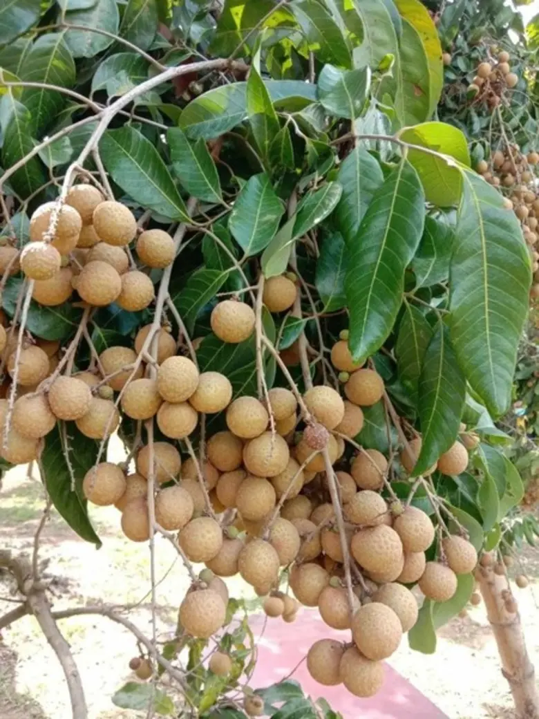 เกษตรฯ เผยผลการจ่ายเงินเยียวยาชาวสวนลำไย