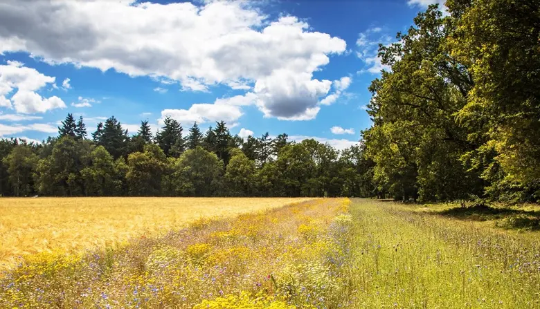 บีเอเอสเอฟ ยึดมั่นในเป้าหมายที่ชัดเจนและส...