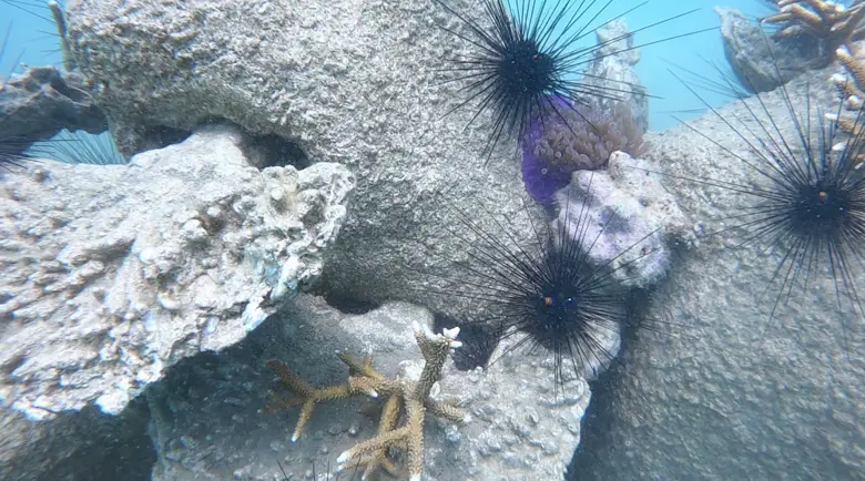 เอสซีจี - ทช. - คณะสัตวแพทยศาสตร์ จุฬาฯ ร่วมต่อยอดพัฒนาวัสดุฐานลงเกาะตัวอ่อนปะการัง ด้วย  3D Cement Printing ล่าสุด