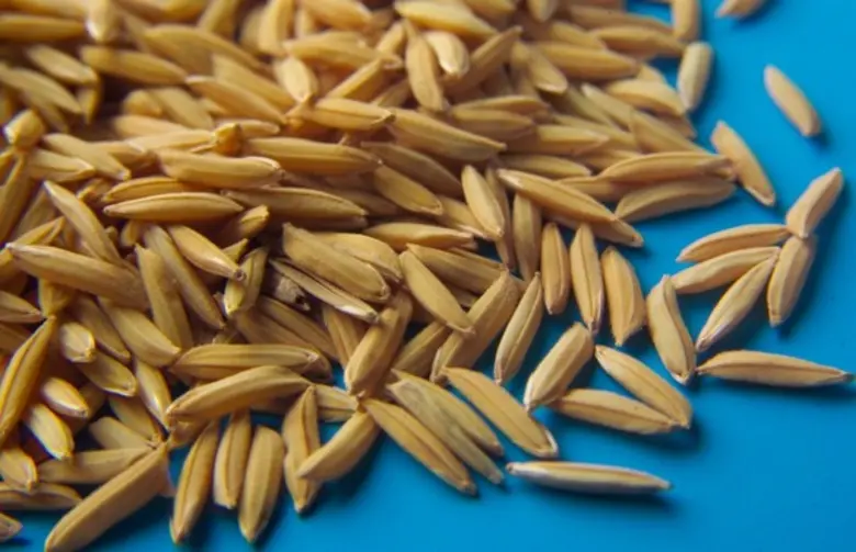 กรมการข้าว เรียกระดมสมอง ศมข. วางแผนผลิตเมล็ดพันธุ์ต้องมีคุณภาพ