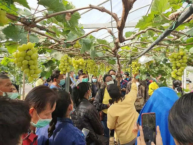 สวพส. เผยเทคนิคการปลูกองุ่น'ไชน์ มัสแคท' ให้ไม่มีเมล็ด ภายใต้ระบบปลูกแบบโครงการหลวง