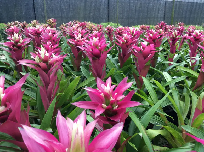 โครงการศูนย์บริการการพัฒนาปลวกแดง ศูนย์กลางสร้างอาชีพ แหล่งเรียนรู้เกษตรตามพระราชดำริ