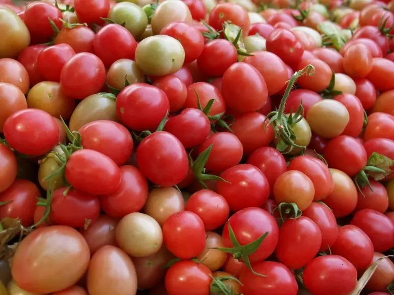 กรมวิชาการเกษตรรุกขยายตลาดเมล็ดพันธุ์มะเขือเทศไทยไปเอกวาดอร์