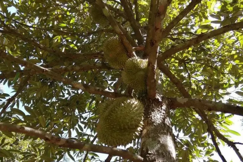 สศท.2 ชูแนวทางพัฒนาสินค้าเกษตร GI 'ทุเรียนหลงลับแล' อุตรดิตถ์ ยกระดับสินค้าสู่ตลาดโลก