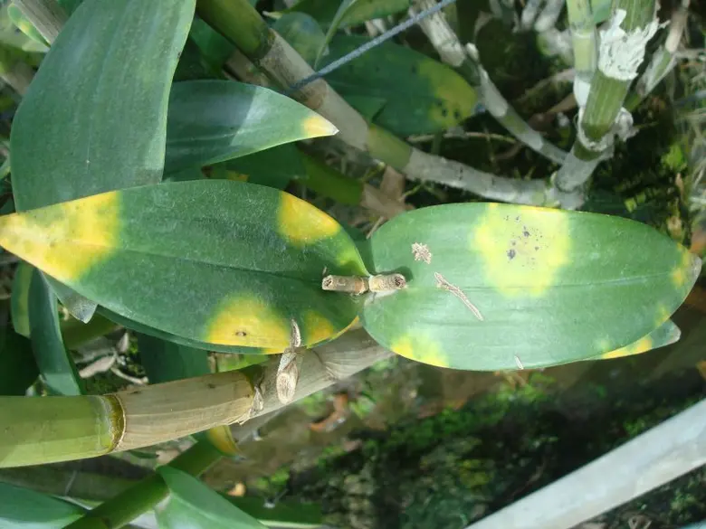 สภาพอากาศเย็นเช่นนี้ กรมวิชาการเกษตร เตือ...