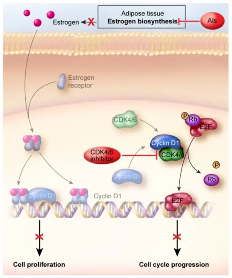 นวัตกรรมใหม่รักษามะเร็งเต้านมด้วยการแพทย์แบบแม่นยำ Precision Medicine