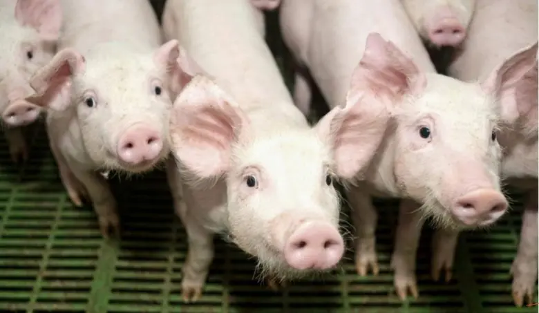 น.สพ.วิวัฒน์ พงษ์วิวัฒนชัย อุปนายกสมาคมผู...