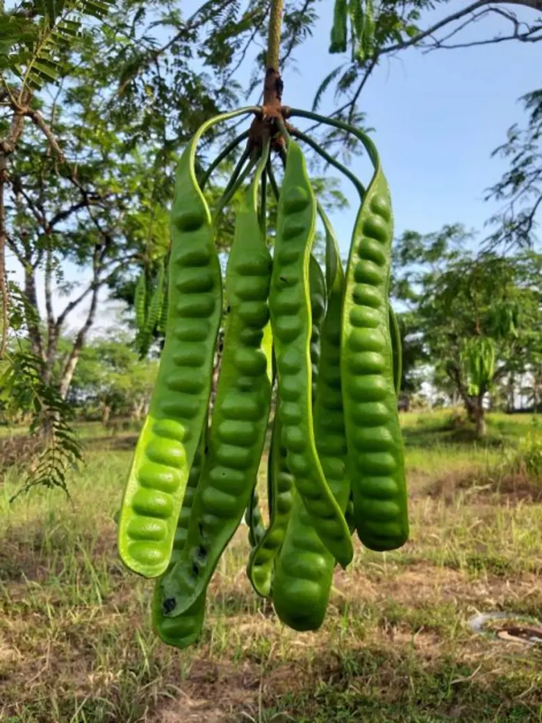 ตรัง 1 สะตอนอกฤดูพันธุ์แรกกรมวิชาการเกษตร กระแสตอบรับปังสร้างรายได้เพิ่มให้เกษตรกรถึง 4 เท่า
