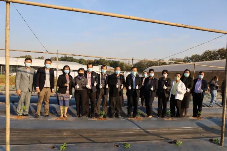 มข.ปลูก "กัญชงลงแปลง" หวังวิจัย ประเมิน พัฒนาสายพันธุ์เพื่อการแพทย์ และอุตสาหกรรม