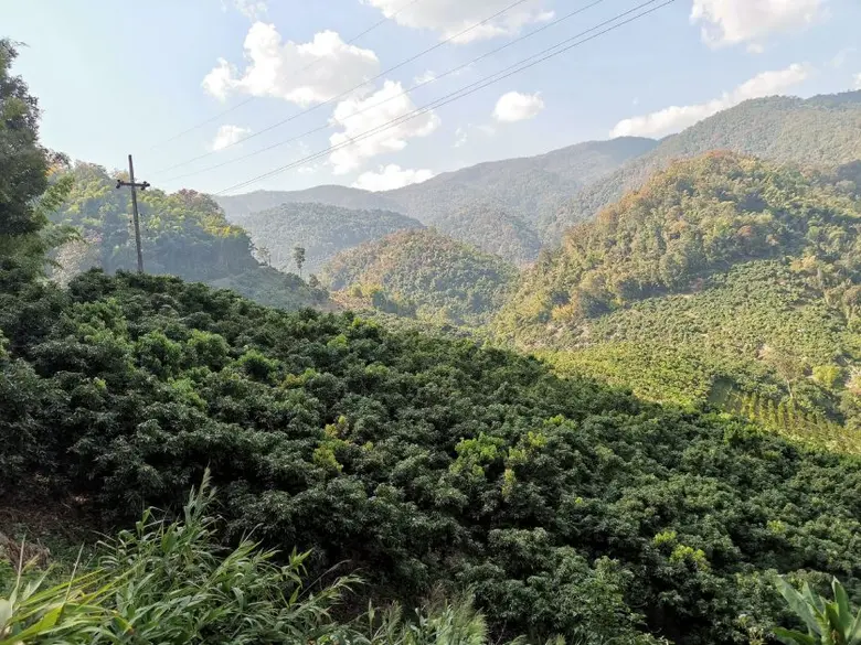 สศก. เผยสถานการณ์ลิ้นจี่ เชียงใหม่ เชียงราย พะเยา เริ่มแทงช่อดอก คาดผลผลิตออกตลาด เม.ย. นี้