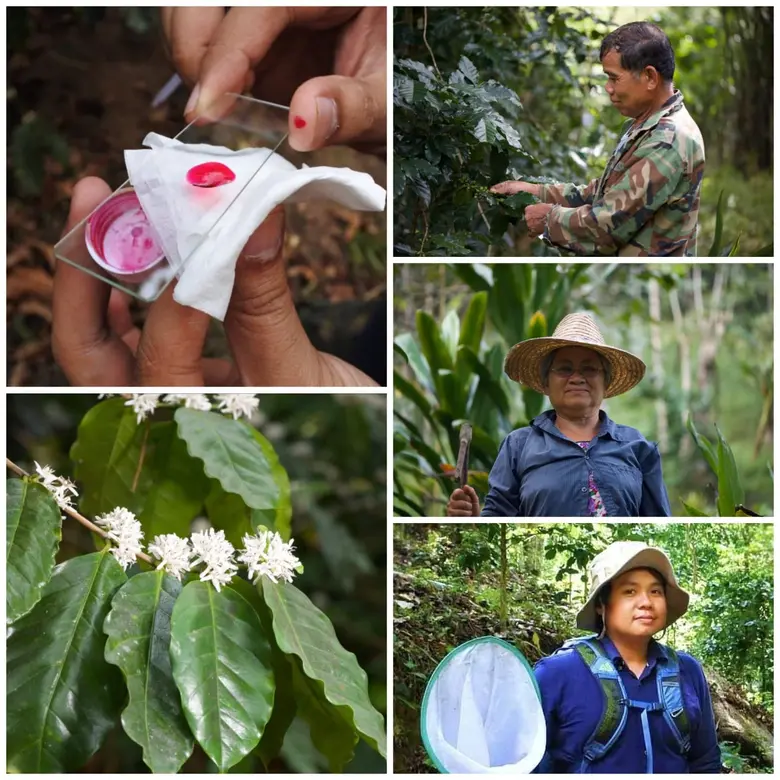 วว. เผยผลวิจัยชี้ "ผึ้งชันโรง" เป็นแมลงผู้ช่วยเกษตรกรปลูกกาแฟอาราบิก้าให้มีรสชาติ กลิ่นหอม เป็นเอกลักษณ์