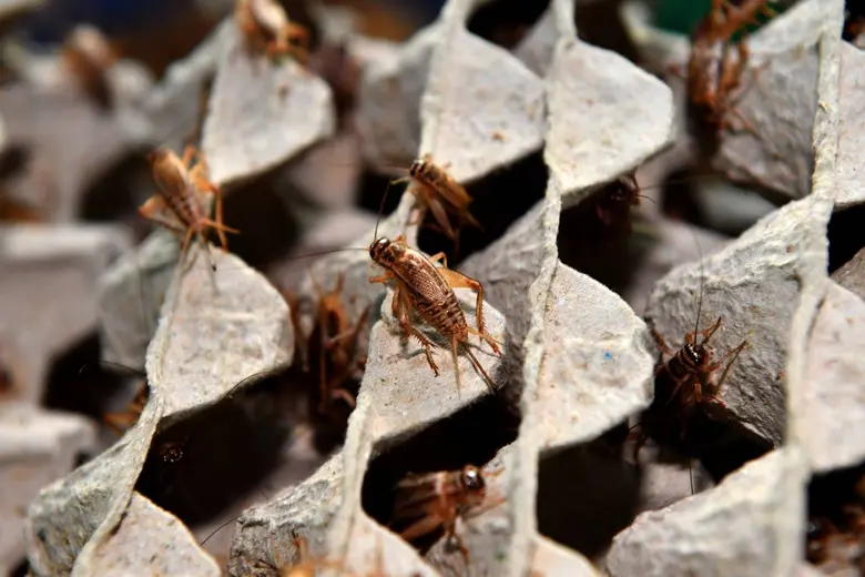 มกอช. จับมือกรมปศุสัตว์ ส่งสัญญาณเกษตรกรเตรียมไฟเขียวใบรับรองมาตรฐานฟาร์ม-สุขอนามัยให้พร้อม ปูพรมรอ "เม็กซิโก" นำเข้าจิ้งหรีดไทย