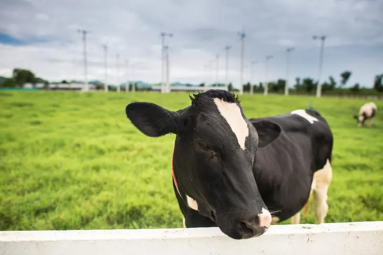 อ.ส.ค.เตรียมเปิดฟาร์มโคนมประสิทธิภาพสูงพ....