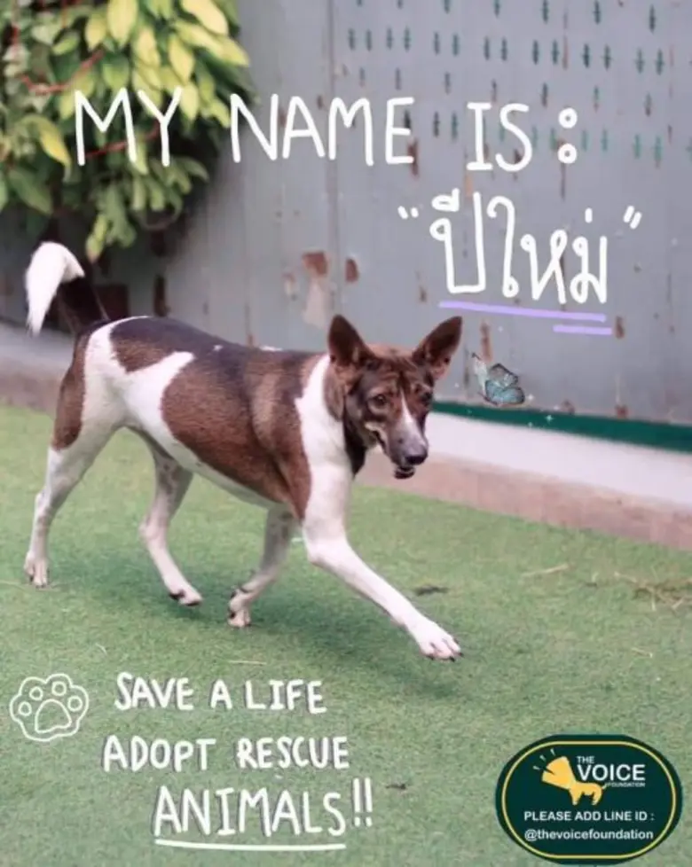 เพราะเราเชื่อว่าสัตว์เลี้ยงทำให้เราโลกของ...