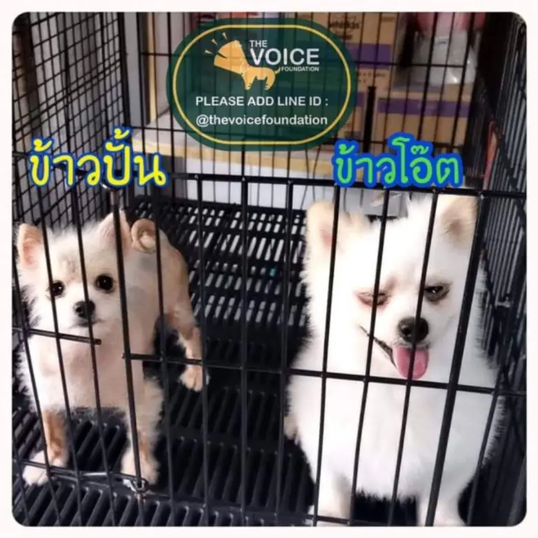 มาร์ส เพ็ทแคร์ ร่วมกับ มูลนิธิเดอะวอยซ์ (เสียงจากเรา) จับคู่เดทให้คุณและน้องหมา น้องแมว ที่รอเดทกับคุณ วาเลนไทน์นี้