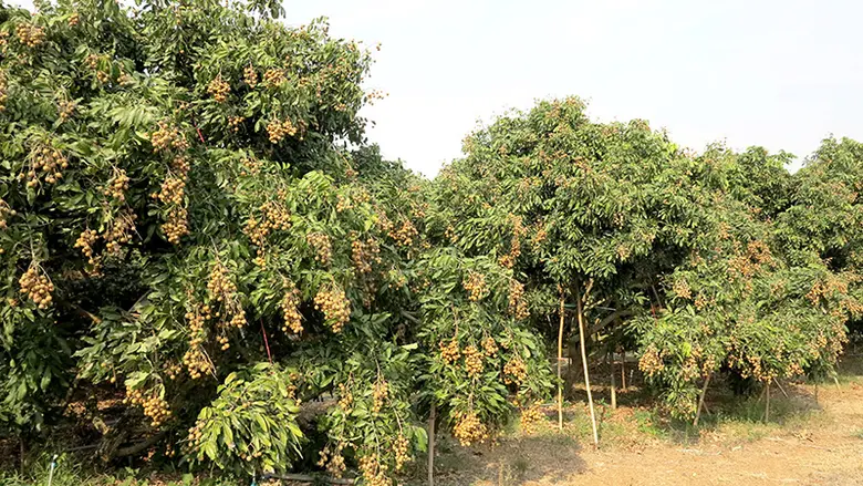 กรมส่งเสริมการเกษตรชี้แจงข้อเท็จจริงกรณีข่าวราคาผลผลิตลำไยตกต่ำในจังหวัดจันทบุรี