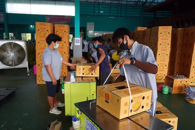 เกษตรฯ เผยสถานการณ์ผลิตไม้ผล ปี 2564 และแนวทางการบริหารจัดการผลไม้ช่วง COVID-19