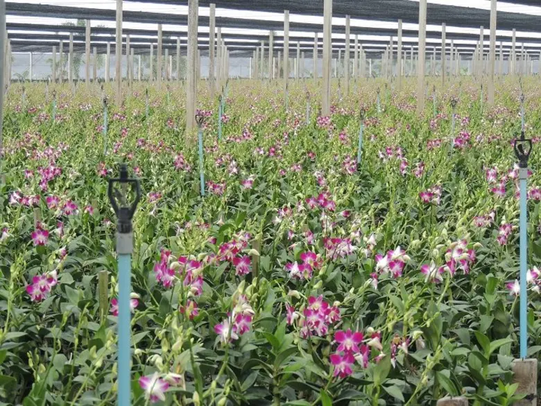 กรมส่งเสริมการเกษตรแนะวิธีรับมือ "น้ำเค็มรุก" เข้าสวน