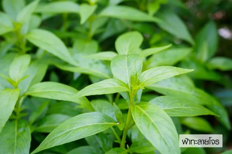 ปัจจุบันสถานการณ์การแพร่เชื้อไวรัสโควิด-1...