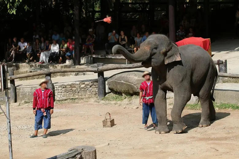 องค์กรพิทักษ์สัตว์แห่งโลกติงร่างมาตรฐานปา...