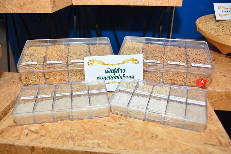 ไบโอเทค สวทช. - ม. เกษตรฯ พัฒนาแพลตฟอร์มการปรับปรุงพันธุ์ข้าวให้ทนต่อสภาวะเครียด