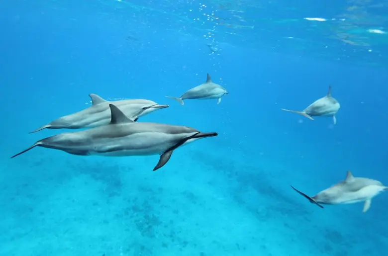 รัฐนิวเซาท์เวลส์ (NSW) ประเทศออสเตรเลียได...