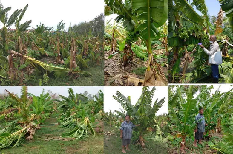 วว. เผยผลวิจัยพัฒนากล้วยไข่กำแพงเพชรต้นเตี้ย... สู้พายุฤดูร้อน