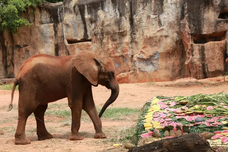 จัดใหญ่อีกครั้งสำหรับวันเกิดสุดพิเศษฉลองค...