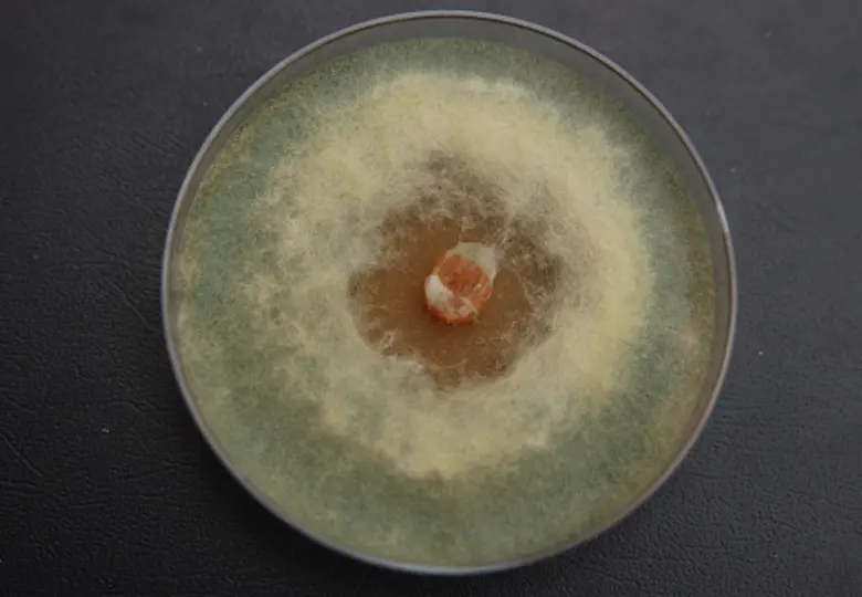 โครงการร่วมวิจัยไบโอเทคได้รับทุนสนับสนุนจาก The European Commission กว่า 51 ล้านบาท