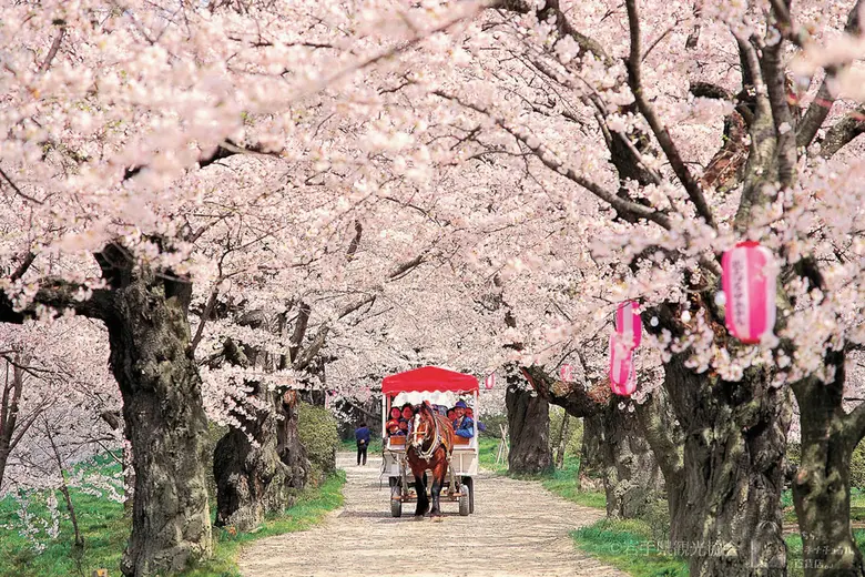 3 สถานที่ชมซากุระยอดนิยมในเขตมิจิโนะคุ ภูมิภาคโทโฮคุ ประเทศญี่ปุ่น เที่ยวต่างประเทศได้เมื่อไหร่ เตรียมไปเที่ยวกับ JR EAST กัน !