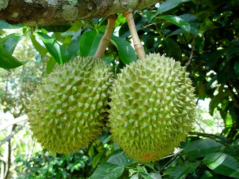 เกษตรฯ เร่งอัดฉีด GAP ปีหน้าเป้าเพิ่มแสนห้าหมื่นแปลง