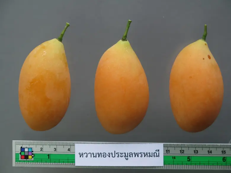 มะปรางหวานทองประมูลพรหมณี ผ่านฉลุย จ่อคิวรับความคุ้มครอง พันธุ์พืชพื้นเมืองเฉพาะถิ่น จ.นครนายก