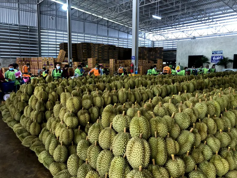 แดนมังกรแฟนพันธุ์แท้ผลไม้ไทยปลดล็อคเส้นทางเพิ่มด่านนำเข้าตงซิง
