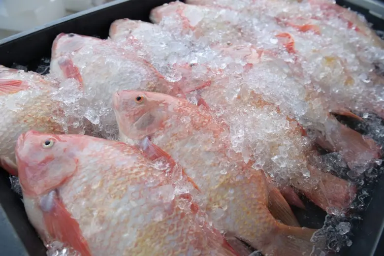 ซีพีเอฟ เปิดจำหน่าย 'ปลาทับทิม' คัดจากสาย...