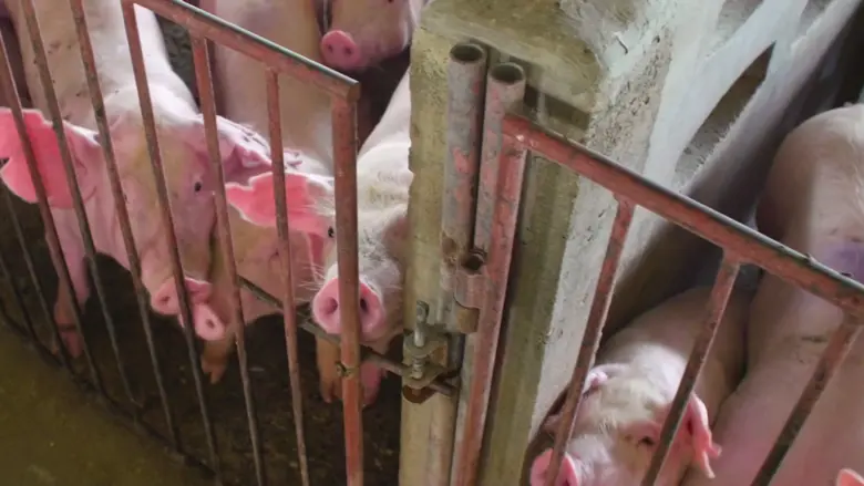 ไบโอเทค สวทช. พัฒนาวัคซีนรวมสำหรับสุกรในเข็มเดียว ป้องกันไวรัสนิปาห์ และ ไวรัสพีอาร์อาร์เอส