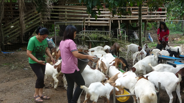 กองทุนพัฒนาบทบาทสตรีสุราษฎร์ธานี สร้างโอกาสกลุ่มสตรีเลี้ยงแพะเนื้อบ้านย่านยูง มีรายได้ที่มั่นคง