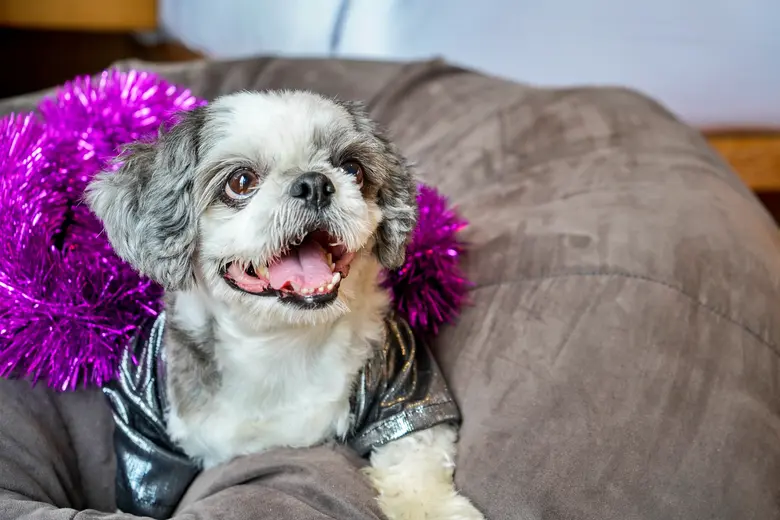 แมริออท บอนวอย ปูพรมต้อนรับเพื่อนสี่ขา ในโรงแรมที่จัดเตรียมไว้สำหรับสัตว์เลี้ยงแสนสมบูรณ์แบบทั่วประเทศไทย