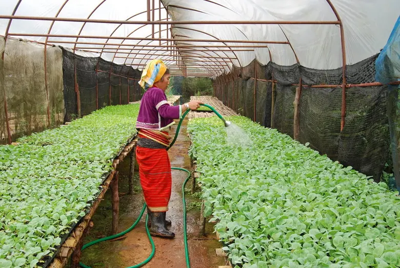สวพส. เผยแนวทางที่เหมาะสม ในการปลูกพืชผักคุณภาพบนพื้นที่สูงและเป็นมิตรต่อสิ่งแวดล้อม