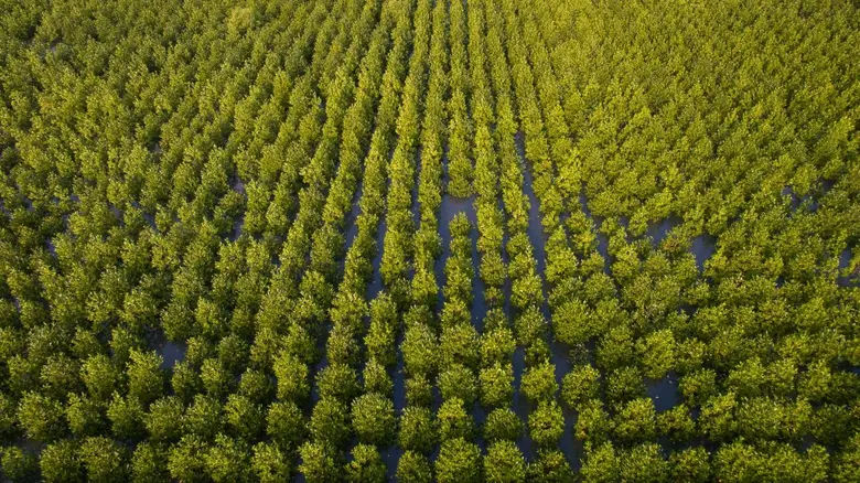 บริษัท เจริญโภคภัณฑ์อาหาร จำกัด (มหาชน) ห...