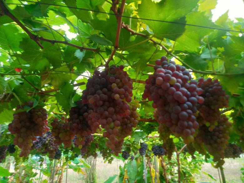 จากแปลงผักสลัดมาเป็นไร่องุ่น GAP แห่งแรกของหนองคาย