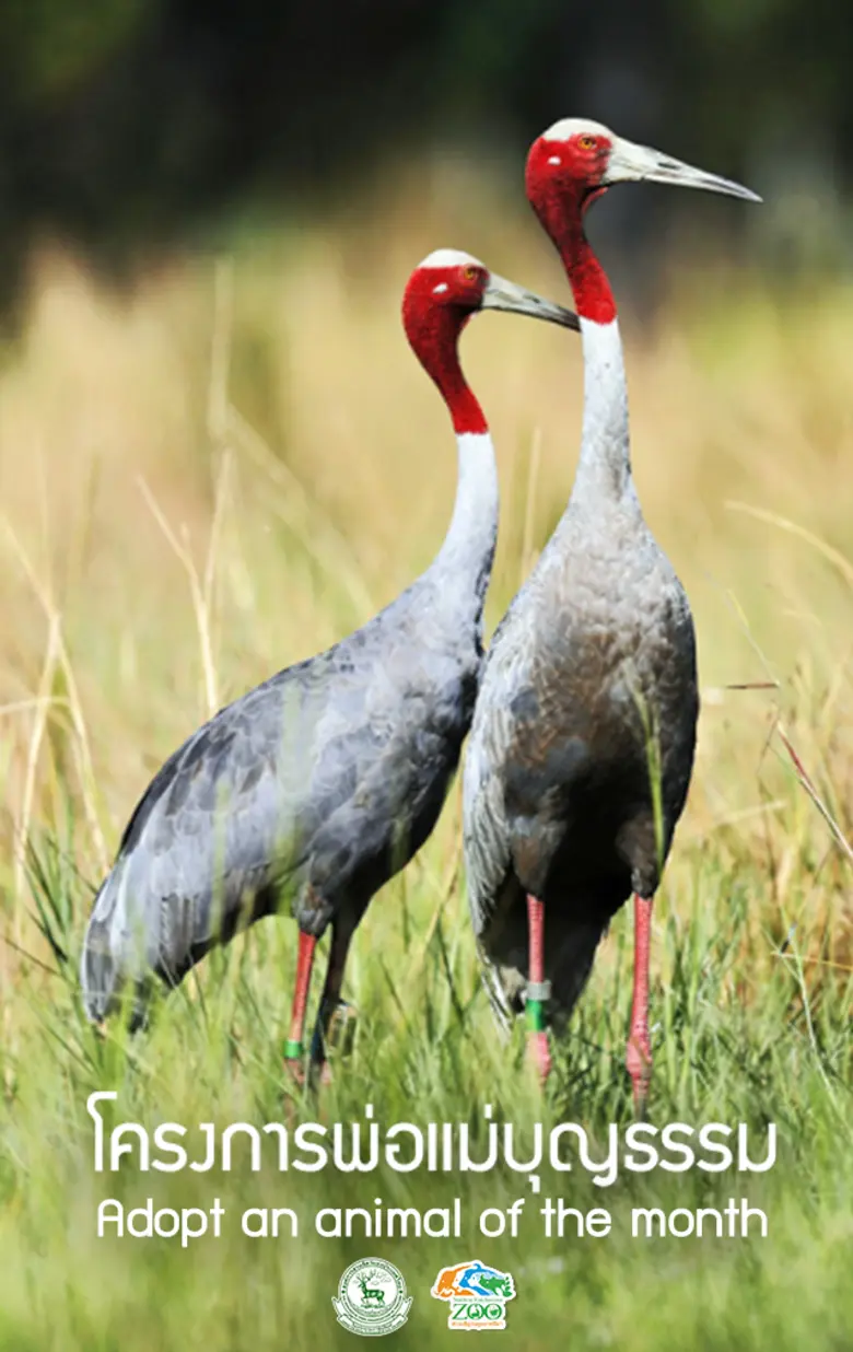 สวนสัตว์นครราชสีมา ขอเชิญชวนท่าน ผู้มีจิตเมตตาร่วมเป็นส่วนหนึ่ง โครงการ Adopt an animal of the month การอุปถัมภ์เป็นพ่อแม่บุญธรรมสัตว์