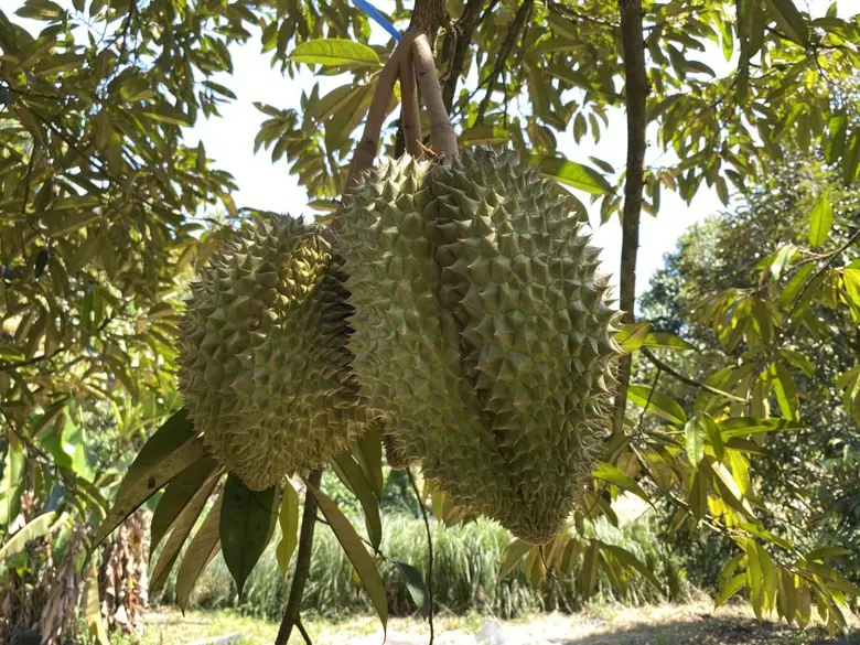 ดร.เฉลิมชัย ศรีอ่อน รัฐมนตรีว่าการกระทรวง...